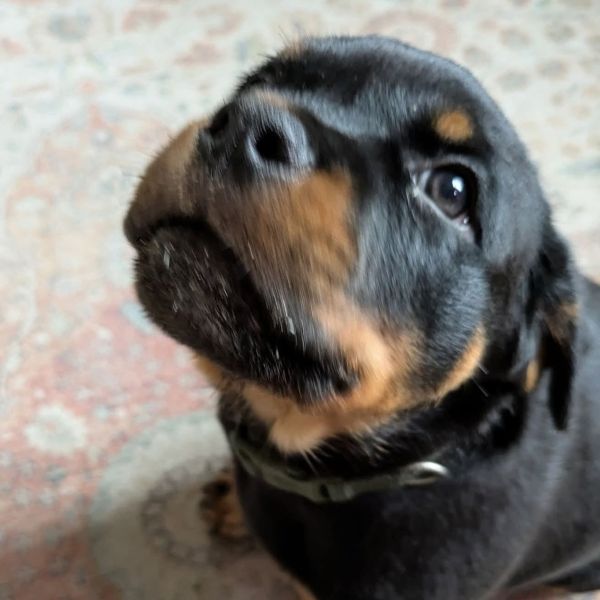 Kilo
